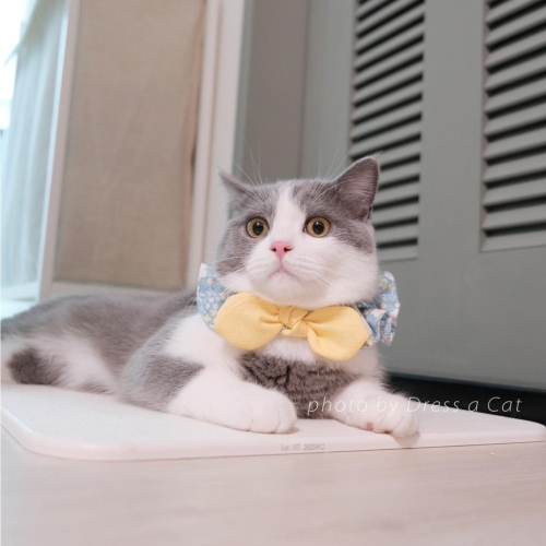 Cat Dress 貓手作 小花蒲 領巾項圈 荷葉領巾 貓 寵物 貓項圈 布項圈 手作項圈