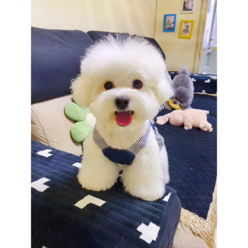 可牽引寵物牛仔裙子泰迪比熊博美小型犬約克夏狗狗衣服春夏新款