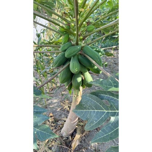 青木瓜 有機種植 無農藥