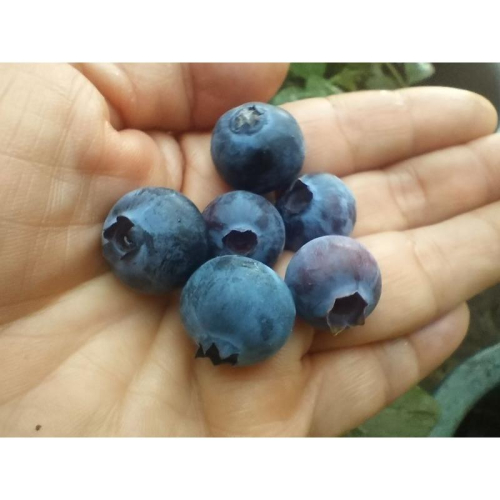 阿木的手作藍莓小餐包