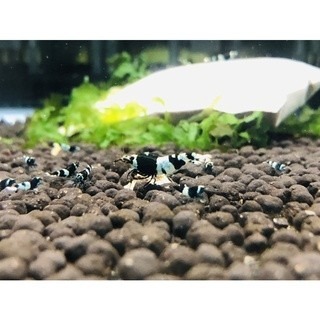 高階飼料~適用於：黑金剛水晶蝦