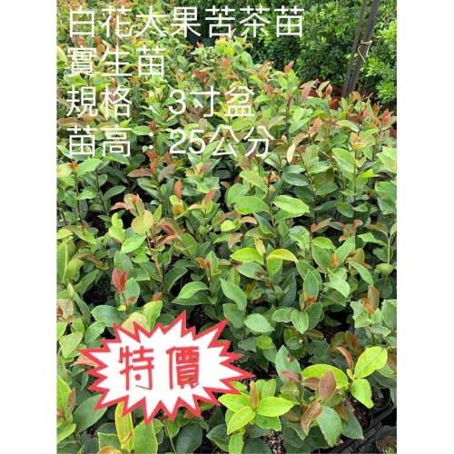 豐產小果苦茶苗 3吋盆 實生苗