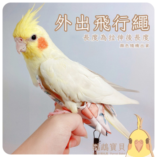 鸚鵡外出繩 台灣現貨 鳥用伸縮放飛繩 可伸縮高彈力繩 遛鳥放飛繩 鸚鵡牽繩 大中小型鸚鵡用品 鳥用品
