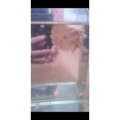 泰國鬥魚1:1模型-展示級半月鬥魚~台南可自取~