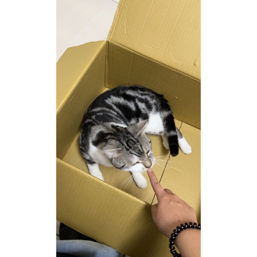 喵