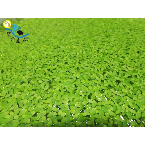 小浮萍 小魚躲藏 水面水草 易照顧 烏龜 金魚 錦鯉 飼料 一公克1元。買一送十