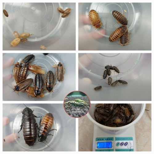 杜比亞 馬島蟑螂