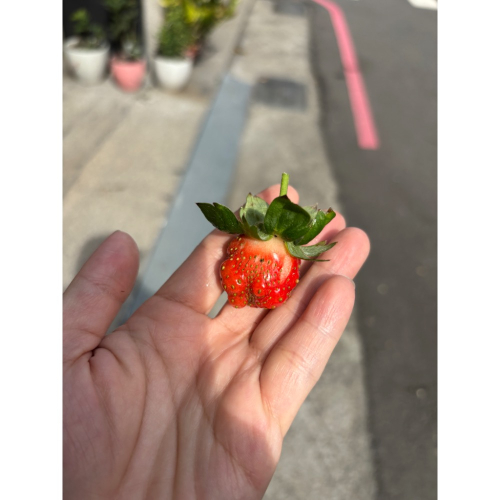 低溫寄送