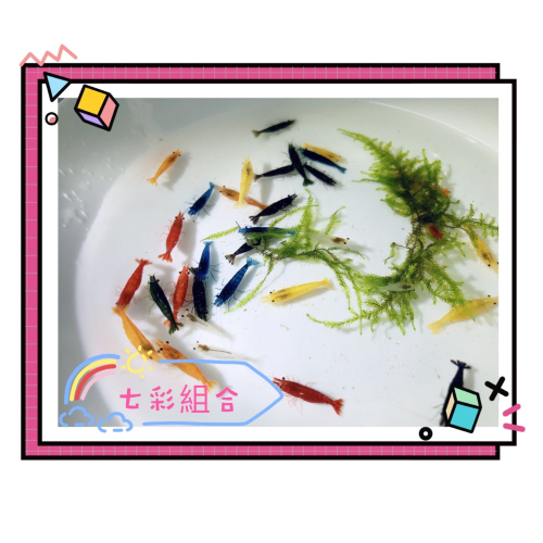 水族皇后 米蝦七彩組合
