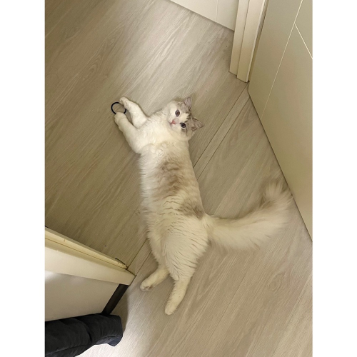 客訂6月
