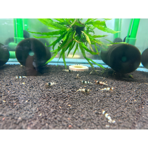 水族皇后 水晶蝦 觀賞蝦 黑金剛 活餌