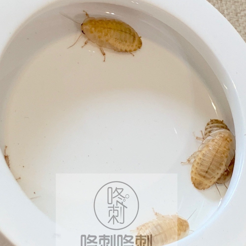 咚刺咚刺 活餌專用防逃食盆 防脫逃食盆 刺蝟 蜜袋鼯 鼠鼠 蜥蜴 守宮 蜘蛛