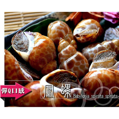 極禾楓肉舖◎超脆勁的鳳螺~感受彈牙好滋味 100g20