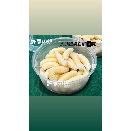 （生的）小包裝試吃盒 冷凍虎頭蜂蜂蛹 純白蛹 成型蛹 蜜袋鼯 刺蝟 蜥蜴 守宮的最愛 小寵物的零食