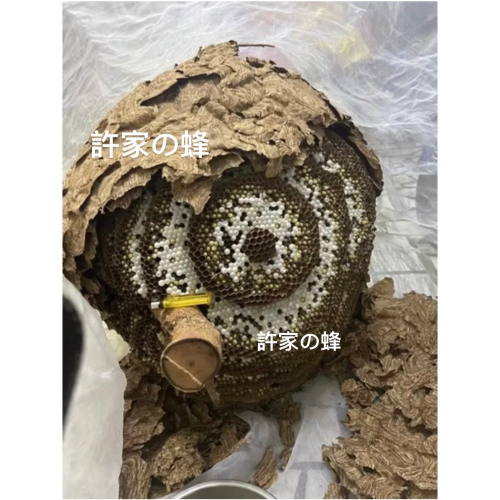 （生的）冷凍大克數虎頭蜂蛹 土蜂蛹 蜜袋鼯 刺蝟 守宮 螞蟻 老鼠 狐蒙 鳥類