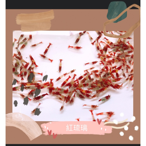 水族皇后 觀賞蝦 米蝦 紅琉璃 活餌 專用飼料