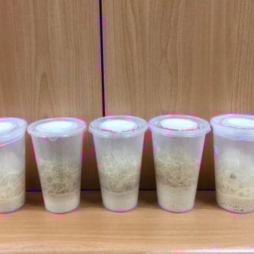 【果果實驗室】果蠅杯 無翅果蠅 殘翅果蠅 黑色大果蠅 純果蠅培養基 果蠅專用飼料 螳螂 跳蛛專用飼料