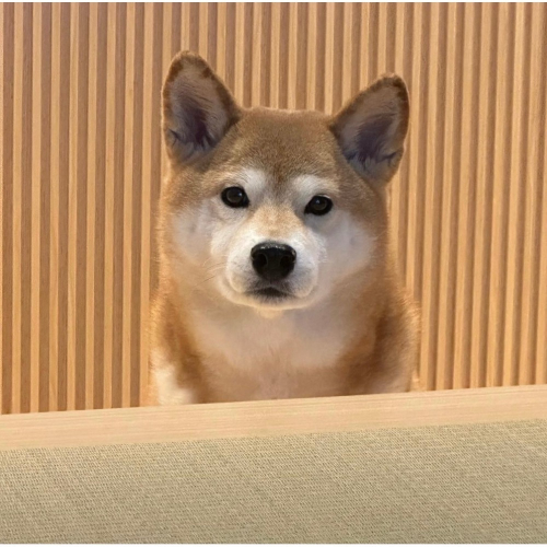 預購到貨