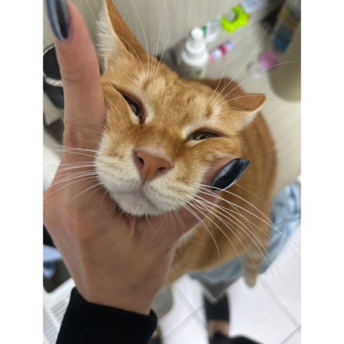 睫毛梳