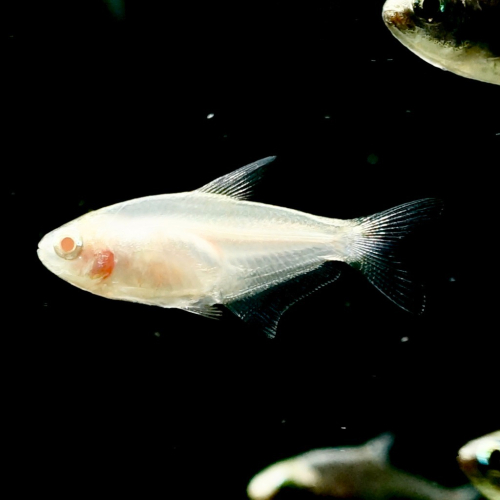 皇家水族・白子帝王燈 燈魚 燈科魚 觀賞魚 活餌