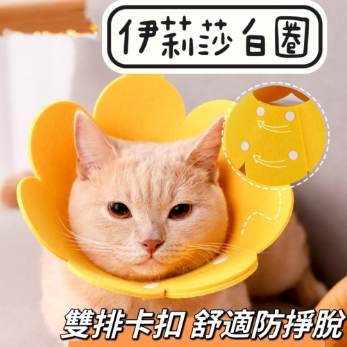 【台灣現貨】伊莉莎白圈 防咬防舔頭套 太陽花脖圈 伊莉莎白圈 貓頭套 貓咪頭套 防舔圈 羞恥圈 絕育頭套