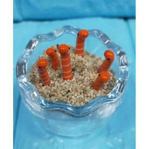 魚缸造景 花園鰻 鰻魚 辦公室 療癒小物 辦公室辦療癒小物 多肉 多肉盆栽 閨蜜禮物 生日禮物 畢業禮物 海洋公園