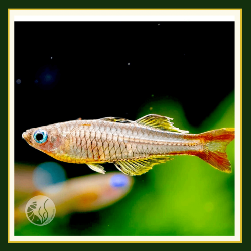 皇家水族・血叉尾黃金燕子 燈魚 小型魚 上層魚 觀賞魚 活餌
