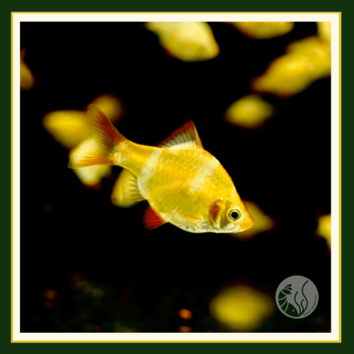 皇家水族・金四間 鯽魚 小型魚 觀賞魚 活餌