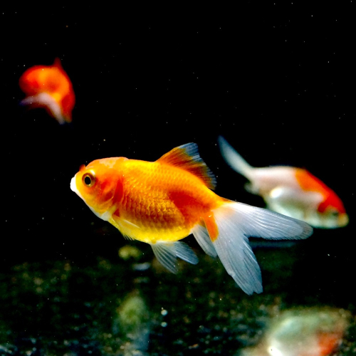 皇家水族・紅白獅頭 金魚 觀賞魚 活餌