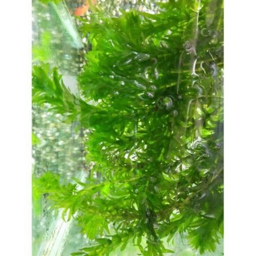 水草 魚缸水草 魚缸造景 水族造景 魚草共生缸 水蘊草 蜈蚣草 綠藻球 陰性水草 生態魚缸 鬥魚繁殖 戶外缸