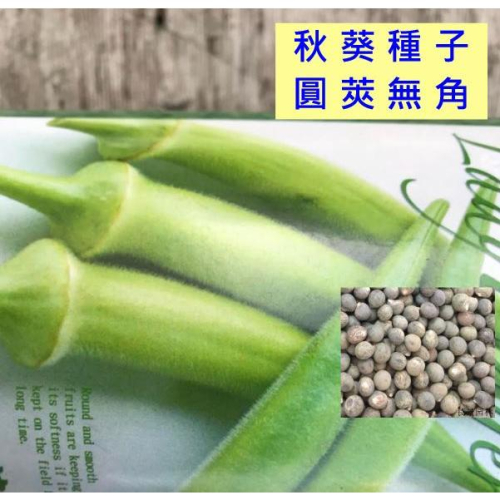 【種子】女指秋葵種子 圓莢秋葵種子 白色(黃綠色)秋葵種子