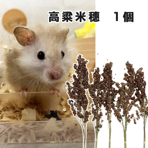 【現貨】小動物高粱米穗 單個販售 倉鼠零食 鼠零食 小寵 小動物 黃金鼠 天竺鼠 鼠兔點心 熊鼠 黃金鼠零食 寵物鼠
