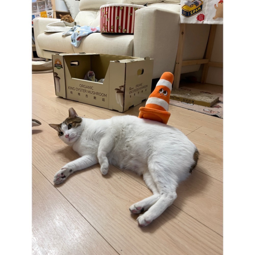 貓咪罐罐