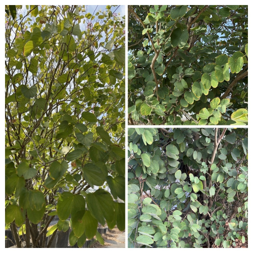 【業餘小農】天然採摘羊蹄甲乾葉、構樹、桑葉、血桐葉，鼠婦、陸龜、兔子、天竺鼠、竹節蟲、枇杷葉、芭樂葉、天然無毒買5送1