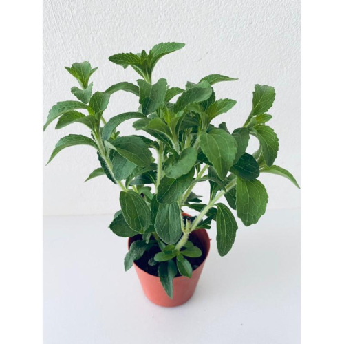 甜菊 3寸盆 香草植物 泡茶飲用 精油製做
