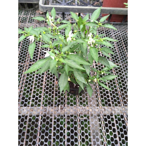 小槍椒 3寸黑軟盆