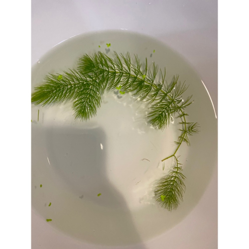 水族皇后 金魚藻/株 水草造景 好養殖