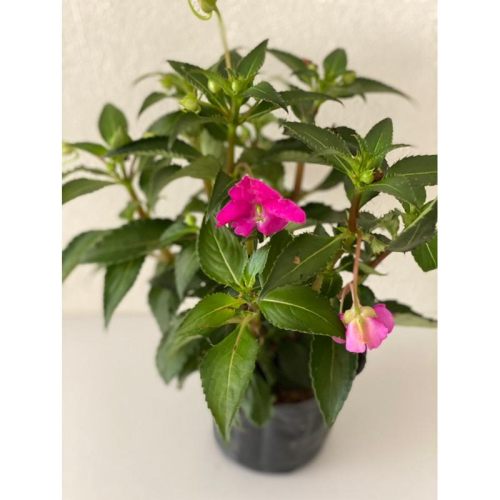 鳳仙花 3.5寸盆 小品盆栽