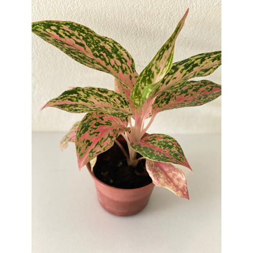 彩鳳粗肋草 3寸小品 觀葉植物 辦公室布置 空氣淨化能力強