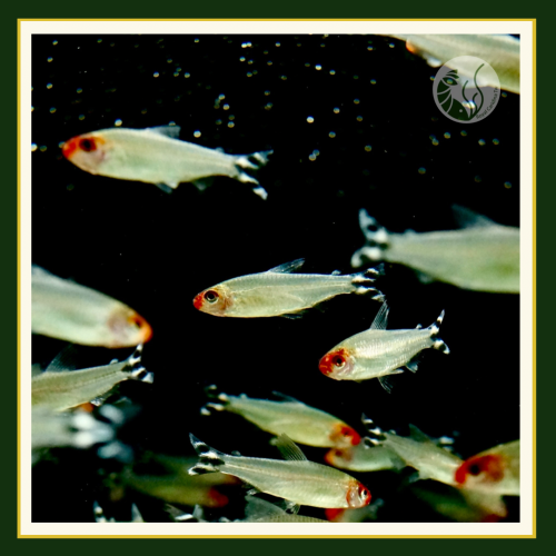 皇家水族・紅鼻剪刀 燈魚 燈科魚 觀賞魚 活餌