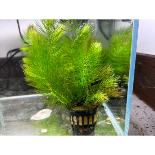 水族皇后 金魚藻/盆 水草造景