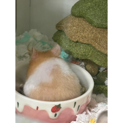 王靖棻