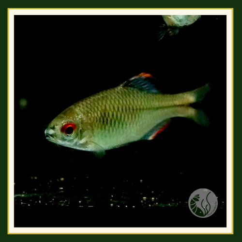 皇家水族・台灣石鲋 牛屎鯽 觀賞魚 活餌