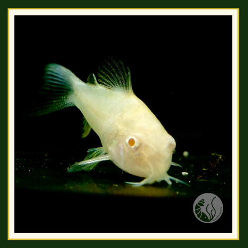 皇家水族・白鼠 殘餌 底棲魚 鼠魚 觀賞魚 活餌