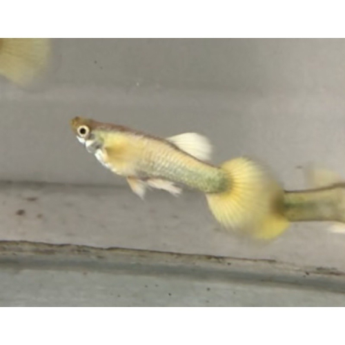 【汛潽】24K黃金甲 孔雀魚