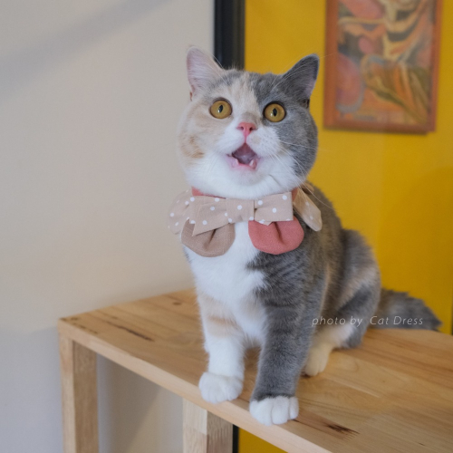 Cat Dress 貓手作 _小蝶結點點 花開富貴 布項圈 花朵項圈 貓項圈