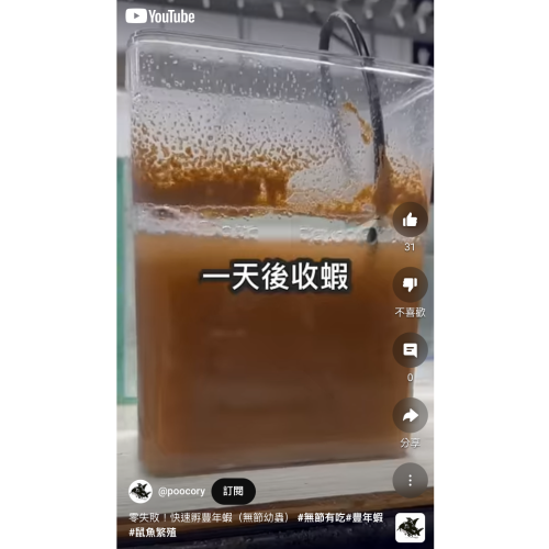 鼠博館-美國OSI 紅樹林 豐年蝦卵 無節幼蟲 綠標 （散裝50ml 約等於25g）蝦卵 豐年蝦 9成以上孵化率高