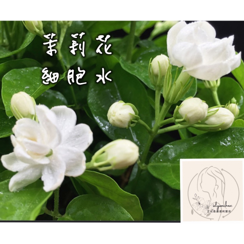 艾莉森 嚴選 招牌 (鮮花萃）茉莉花 細胞水 ～獨家 純凈潔白的芬芳 散發陣陣淡而不膩清香 令人陶醉