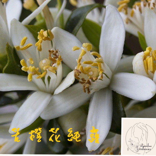 艾莉森嚴選 飽和 苦橙花純露 橙花純露 香氣濃郁逼人 高雅潔白的純 香氣優雅怡人 安撫肌膚提亮