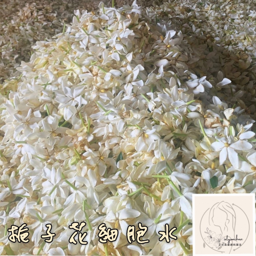 艾莉森 嚴選 （鮮花萃）梔子花 細胞水 ～獨家 低溫萃取 潔白無瑕 最佳代表永恆的愛 芬芳四溢 香飄十里 香氣逼人